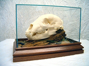 Bear Skull Mounts Pennsylvania