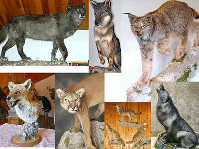Predator Taxidermy Pennsylvania, Wolf Taxidermy, Coyote Taxidermy, Fox, Lynx, Bobcat, Mountain Lion Taxidermy Pennsylvania