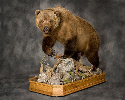 Brown Bear Taxidermy Studio, Pine Grove, PA. - Licensed and Insured Pennsylvania Taxidermist - Fully Body Mount Taxidermy Bear Specialists