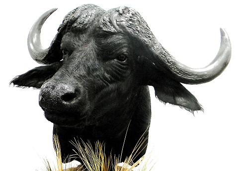 African Taxidermy Mounts In Pennsylvania By Brown Bear Taxidermy Studio