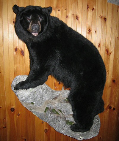 Black-Bear-Full-Body-Wall-Mounts-Pennsylvania
