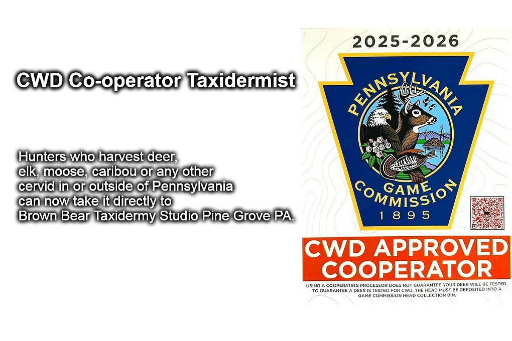 PGC Approved CWD Taxidermist In PA Brown Bear Taxidermy Studio Pine Grove PA