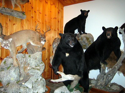 Life Size Bear Mounts Pennsylvania