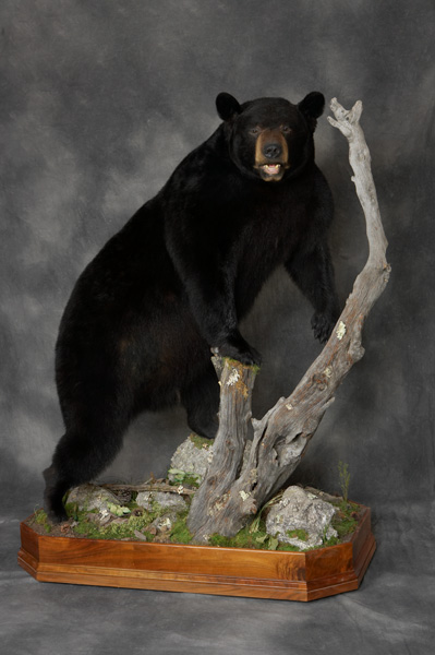 Bear Taxidermy Full Body Mount Specialists Pennsylvania Brown Bear Taxidermy Studios Pine Grove PA