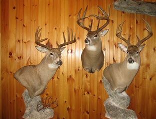 Deer Taxidermy PA, Deer Taxidermist, Brown Bear Taxidermy Inc.