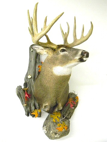 Deer Taxidermists In Pennsylvania, Brown Bear Taxidermy Studios Pine Grove PA, Custom Deer Mounting, Whitetail Deer Taxidermy Mounts